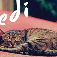 伊斯坦布尔的猫 - bOvNa0ZnYDXfPb4B8fuZ9wefNmG.jpg