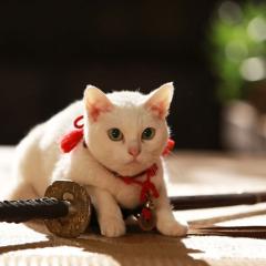 猫侍：前往南之岛 - 5PCRe9Cd9Nvn1l8HiUw8atMCqW.jpg