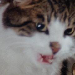 食人猫大报复 - csclfRx2hJ2Et1yLDqC0TGZoOMm.jpg